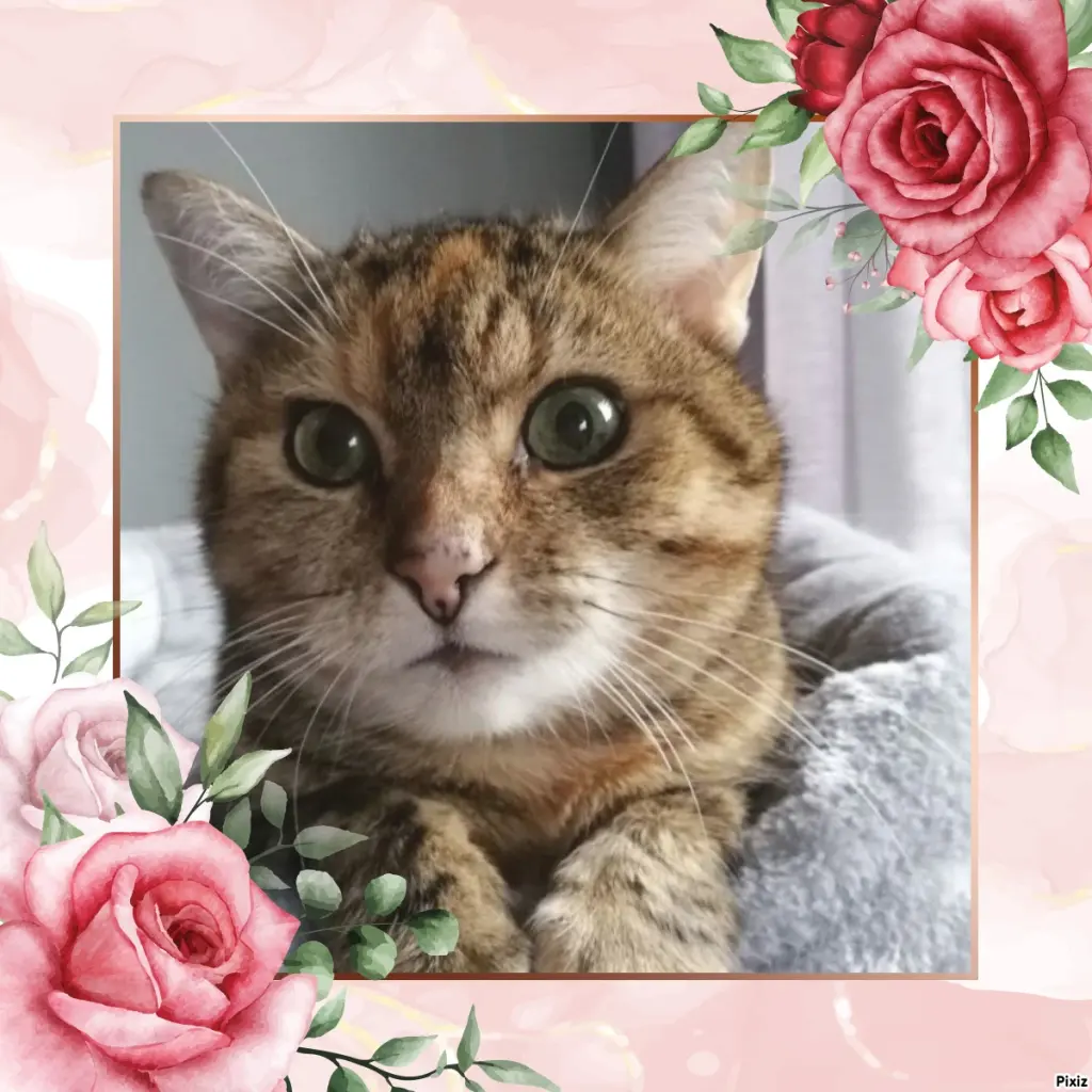 Condolence image of Patricia mit Bunny ❤️ 