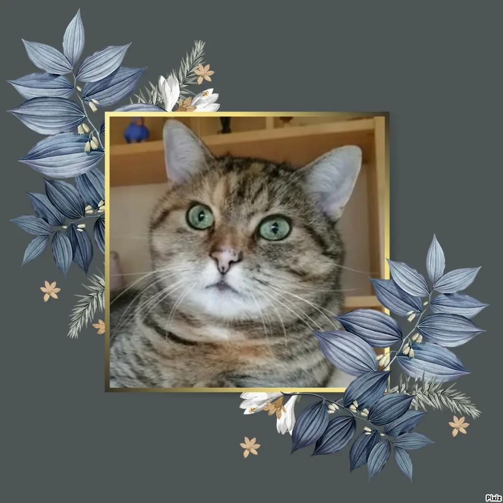 Condolence image of Tanja mit Timmy im Herzen 