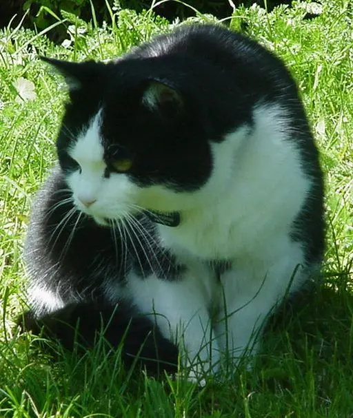 Condolence image of für meine Freundin Pauline