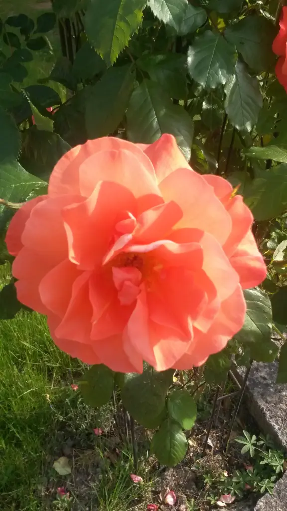 Condolence image of Corinna mit Emma, Pummelchen und anderen Sternlein im ❤️