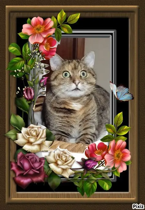 Condolence image of Sternchenpost ⭐