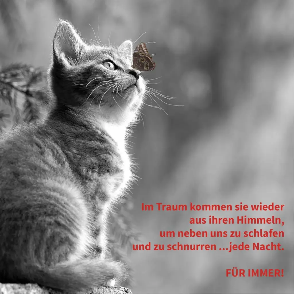 Condolence image of Katrin mit Katzi im ❤️