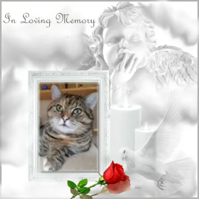 Condolence image of 1. Sternchen❤️Gedenktag❤️