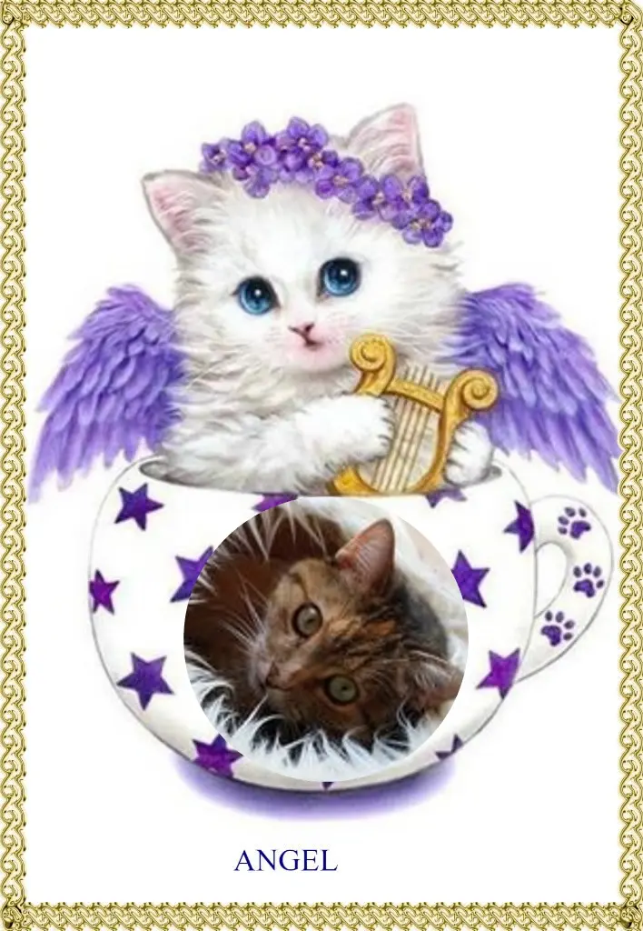 Condolence image of 1.Sternchen❤️ Gedenktag❤️