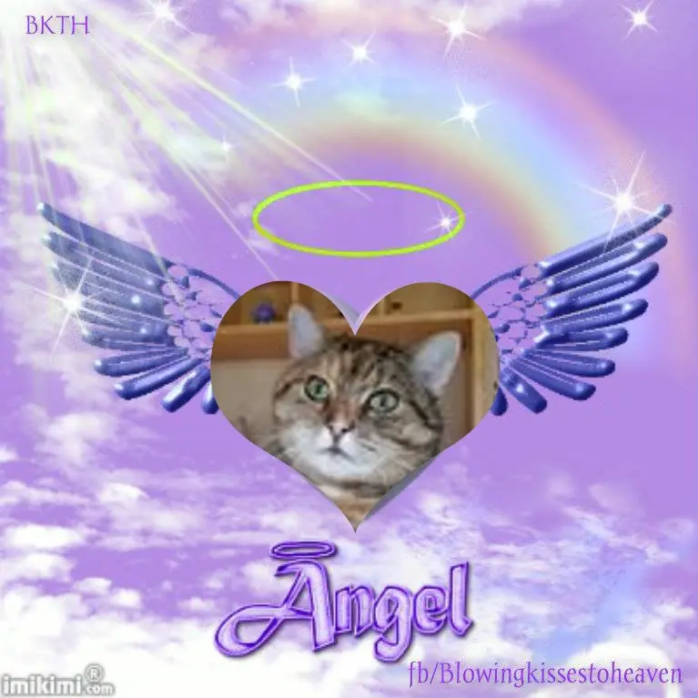 Condolence image of 1.Sternchen❤️ Gedenktag❤️