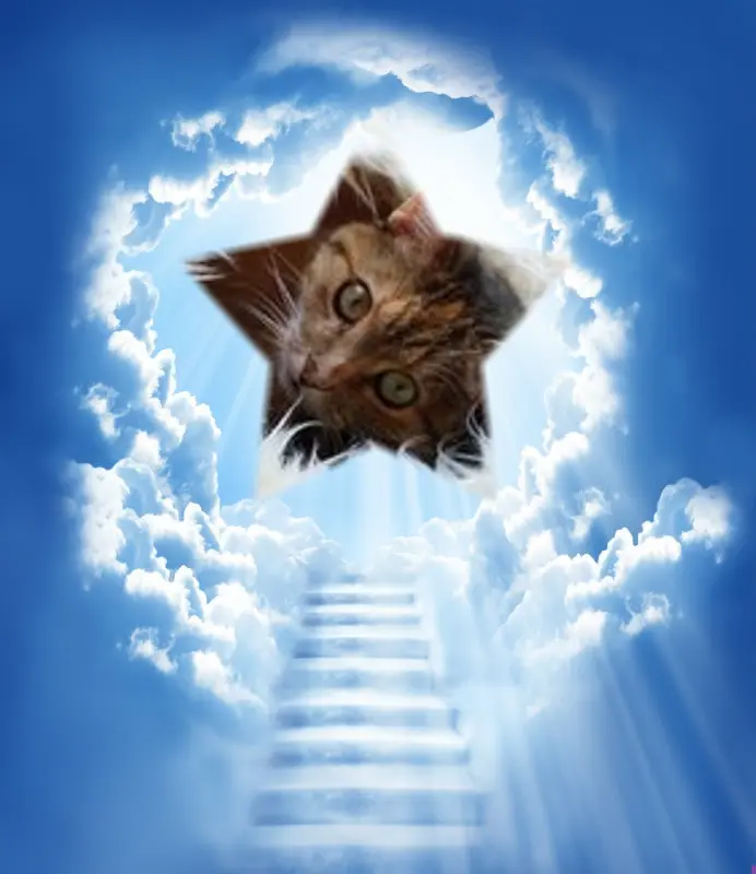 Condolence image of 1.Sternchen❤️ Gedenktag❤️