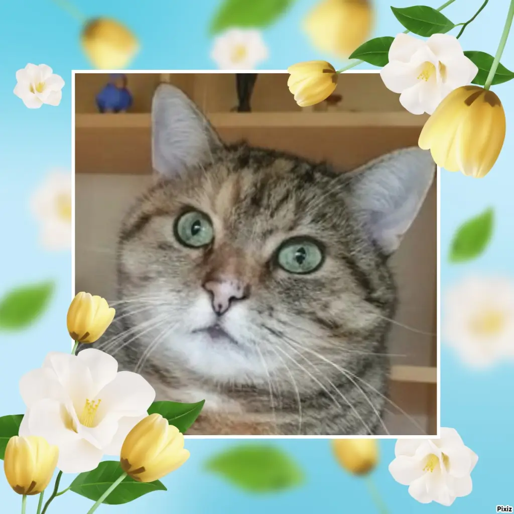 Condolence image of Tanja mit Timmy im Herzen