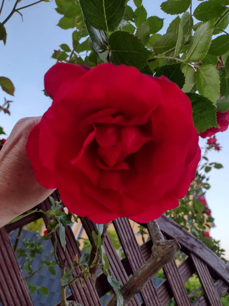Condolence image of Corinna mit Emma, Pummelchen und anderen Sternlein im Herzen