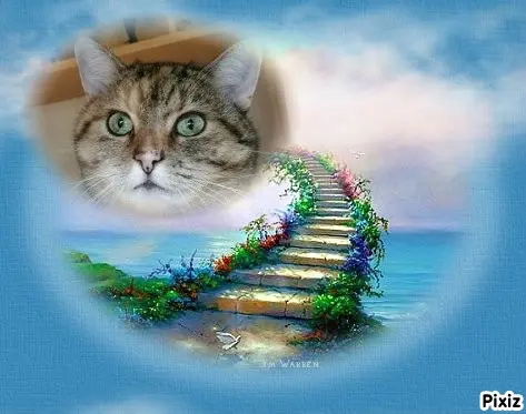 Condolence image of Tanja mit Timmy im Herzen