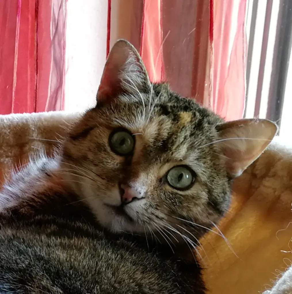 Condolence image of für mein Engelchen ❤️