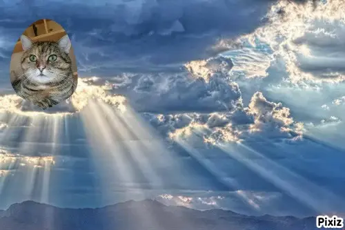 Condolence image of Tanja mit Timmy im Herzen