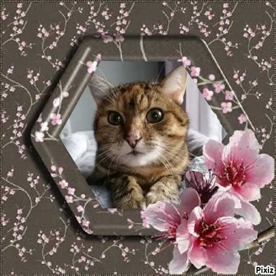 Condolence image of Patricia mit Bunny ❤