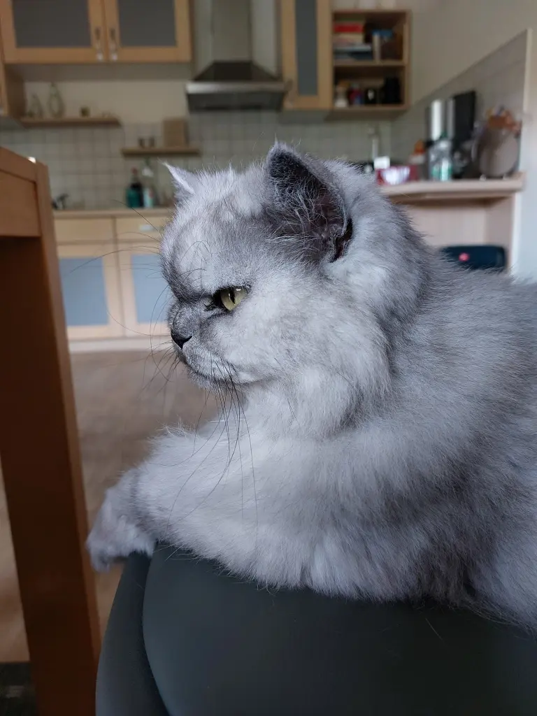 Condolence image of Leonie und Mama für Pauline ♥️