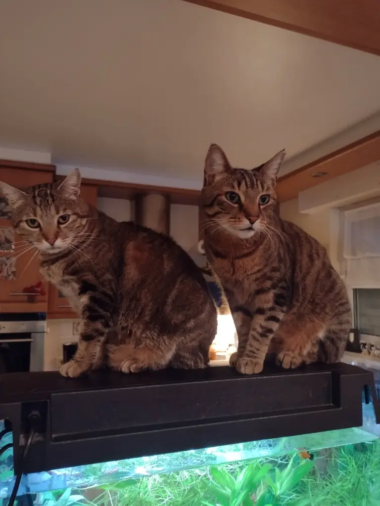 Condolence image of Von Schnucky