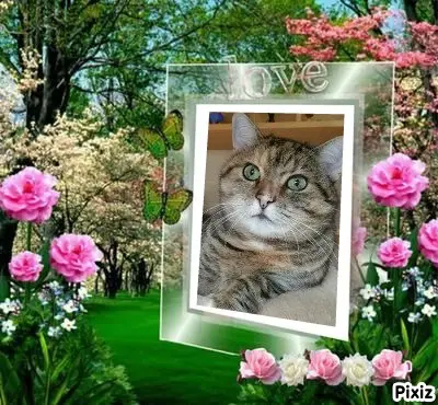 Condolence image of Tanja mit Timmy im Herzen 