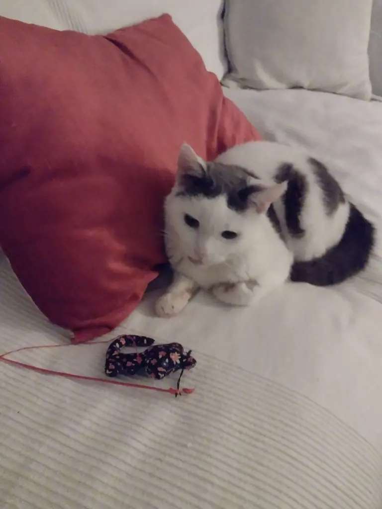 Condolence image of Corinna mit Emma, Pummelchen und anderen Sternlein im Herzen