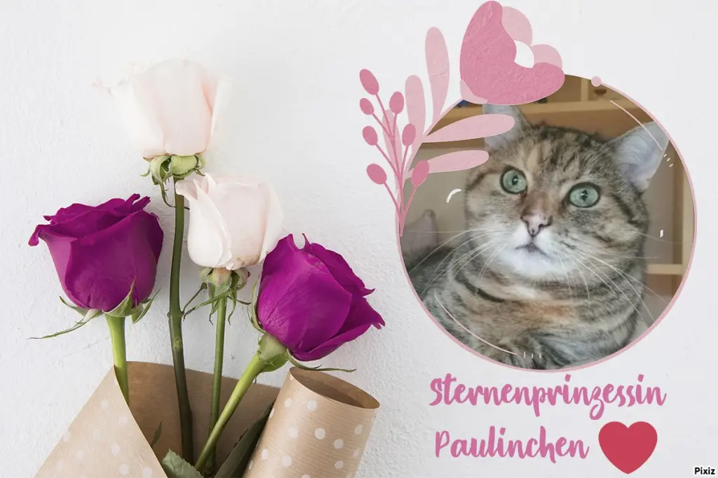 Condolence image of Tanja mit Timmy im Herzen 