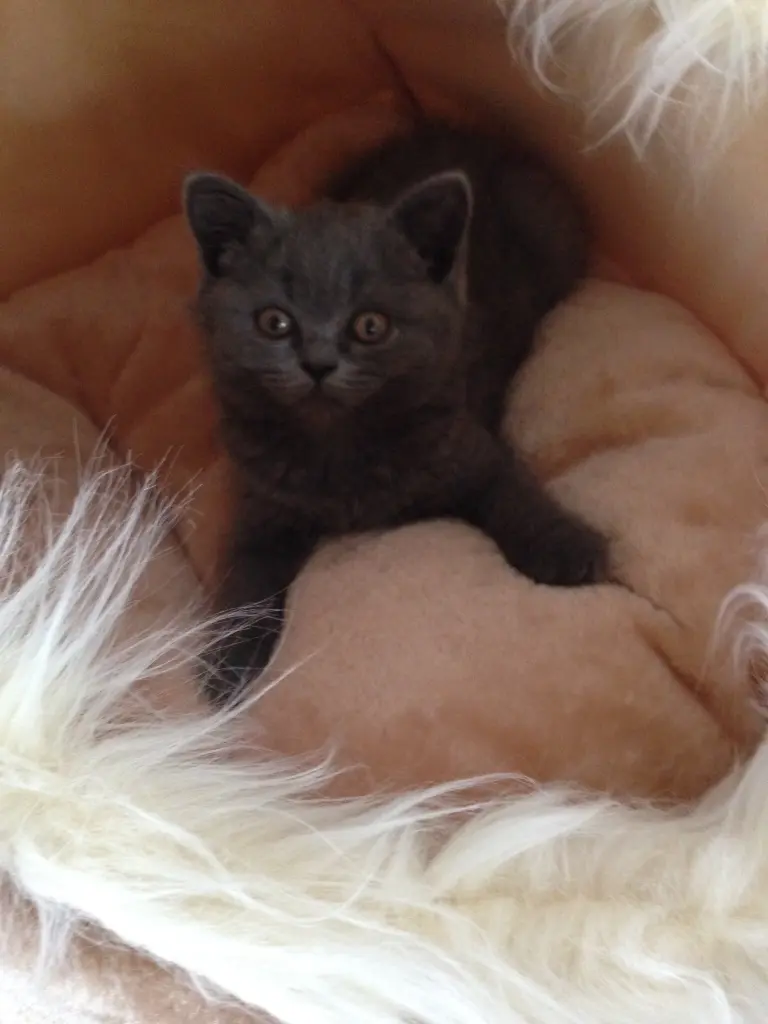 Condolence image of An Pauline und Mama Daniela 