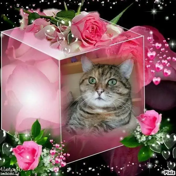 Condolence image of Tanja mit Timmy im Herzen 