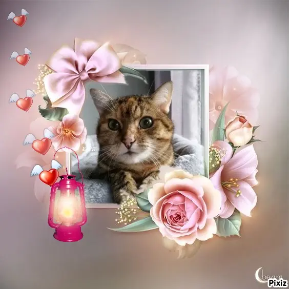 Condolence image of Patricia mit Bunny ❤