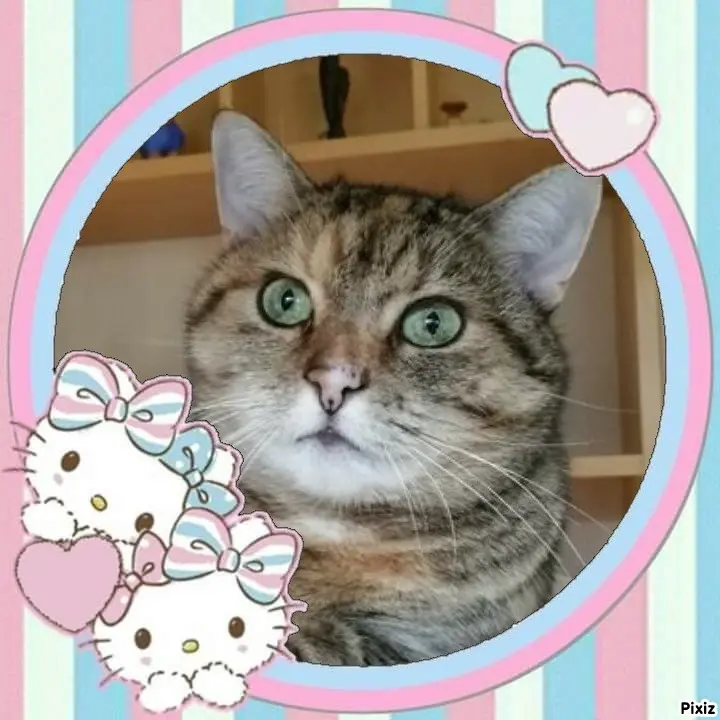 Condolence image of Tanja mit Timmy im Herzen 