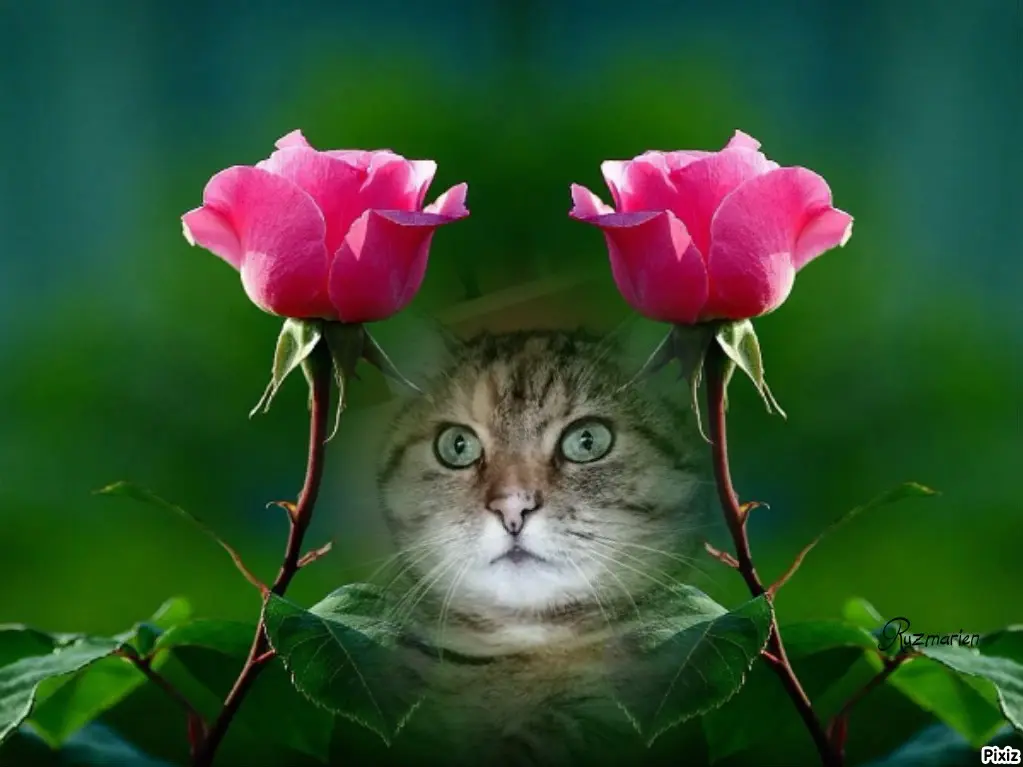 Condolence image of Tanja mit Timmy im Herzen 