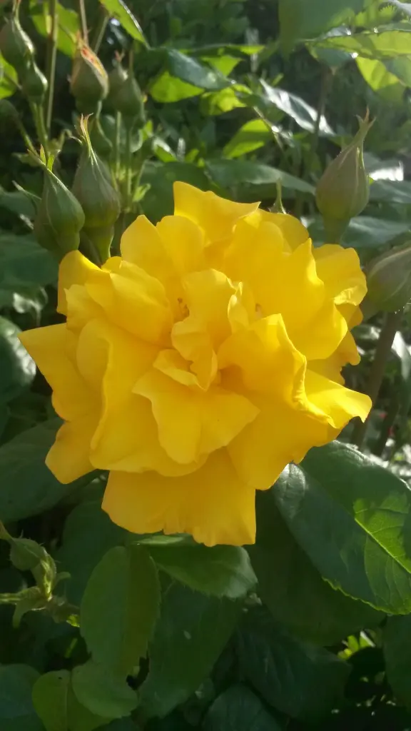 Condolence image of Corinna mit Emma, Pummelchen und anderen Sternlein im Herzen
