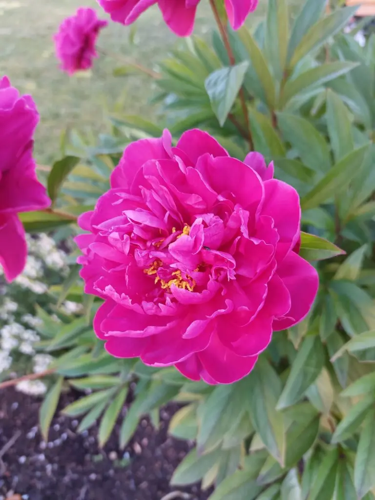 Condolence image of Daniela an mein Engelchen Pauline ❤️