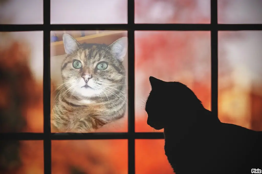 Condolence image of Tanja mit Timmy im Herzen 