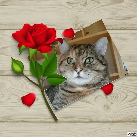 Condolence image of Tanja mit Timmy im Herzen 