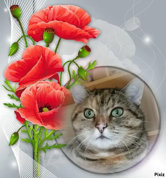 Condolence image of Tanja mit Timmy im Herzen 