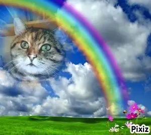 Condolence image of Tanja mit Timmy im Herzen 