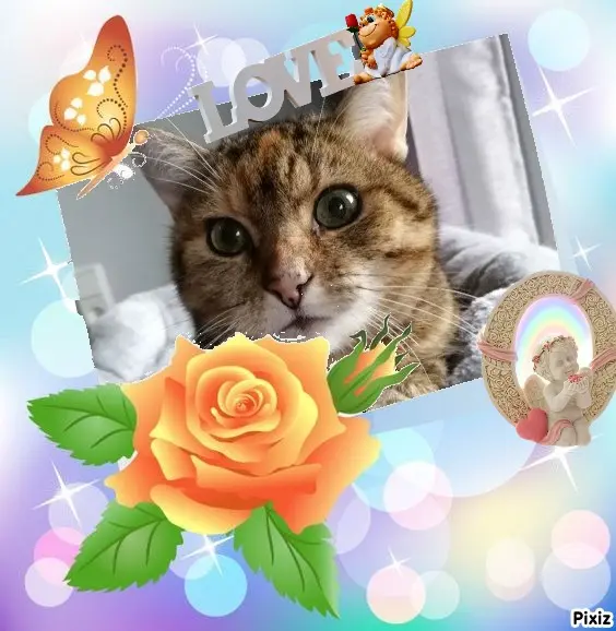 Condolence image of Sternchenpost ⭐