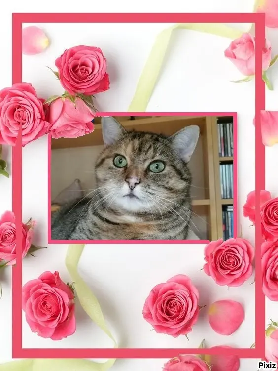 Condolence image of Tanja mit Timmy im Herzen