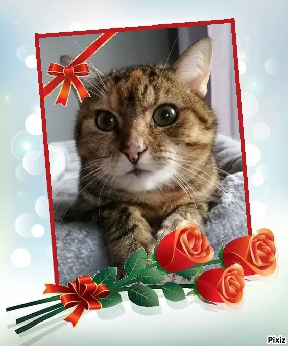 Condolence image of Patricia mit Bunny ❤