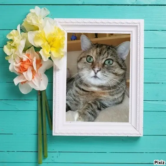 Condolence image of Tanja mit Timmy im Herzen