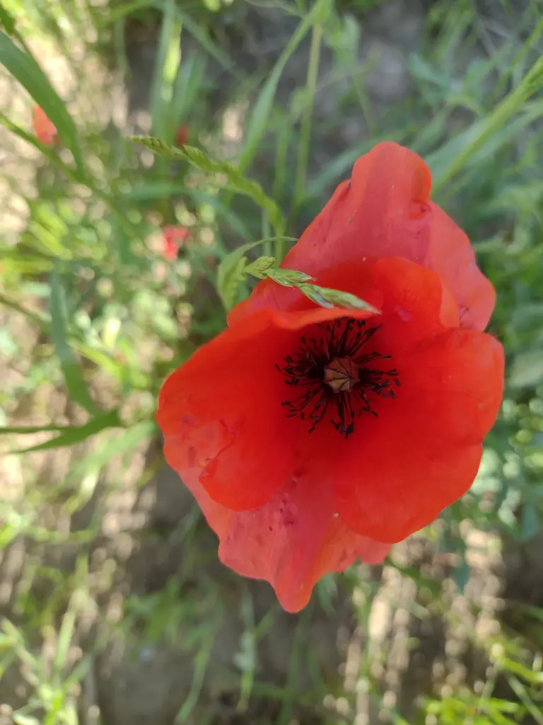 Condolence image of Corinna mit Emma, Pummelchen und anderen Sternlein im ❤️