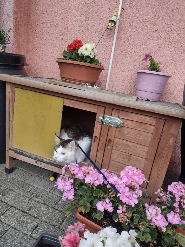 Condolence image of Corinna mit Emma, Pummelchen und anderen Sternlein im Herzen