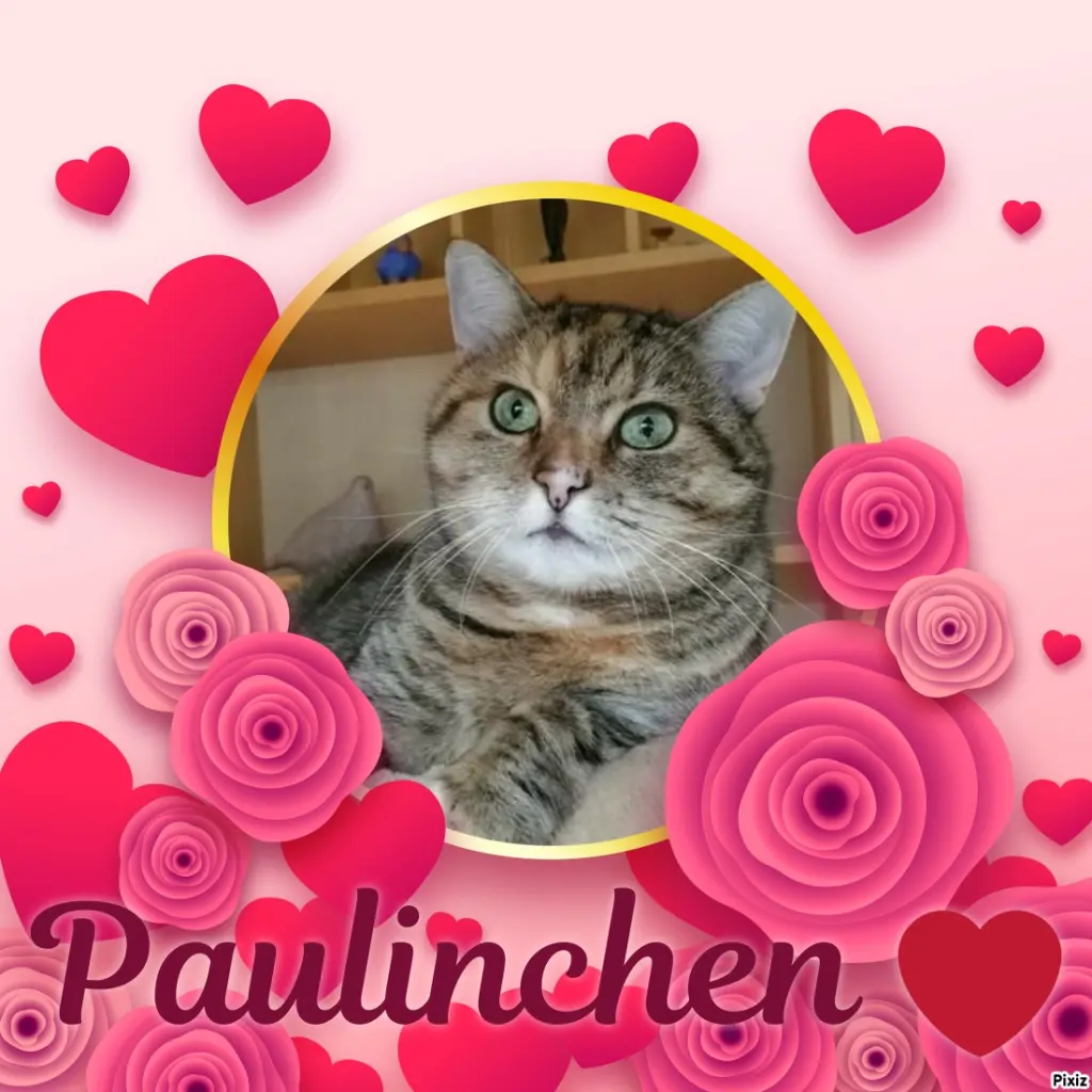 Condolence image of Tanja mit Timmy im Herzen