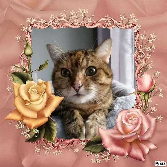 Condolence image of Patricia mit Bunny ❤