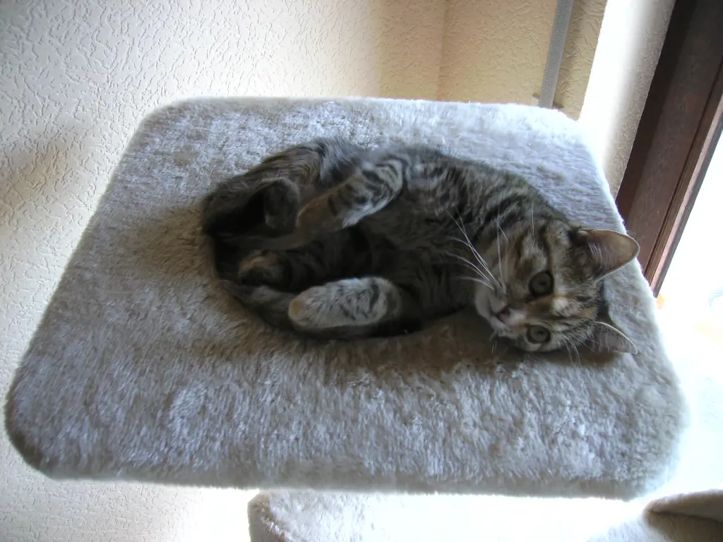 Condolence image of Für mein kleines Katzenkind Pauline ❤️