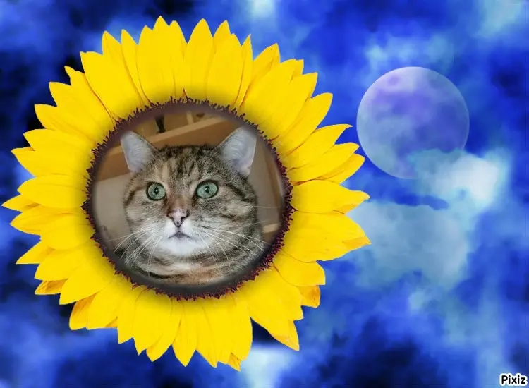 Condolence image of Tanja mit Timmy im Herzen