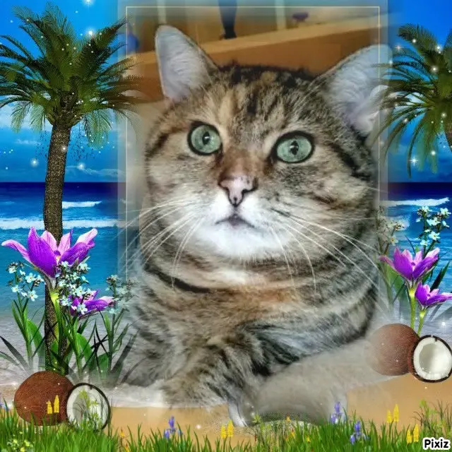 Condolence image of Tanja mit Timmy im Herzen