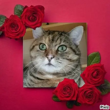 Condolence image of Tanja mit Timmy im Herzen