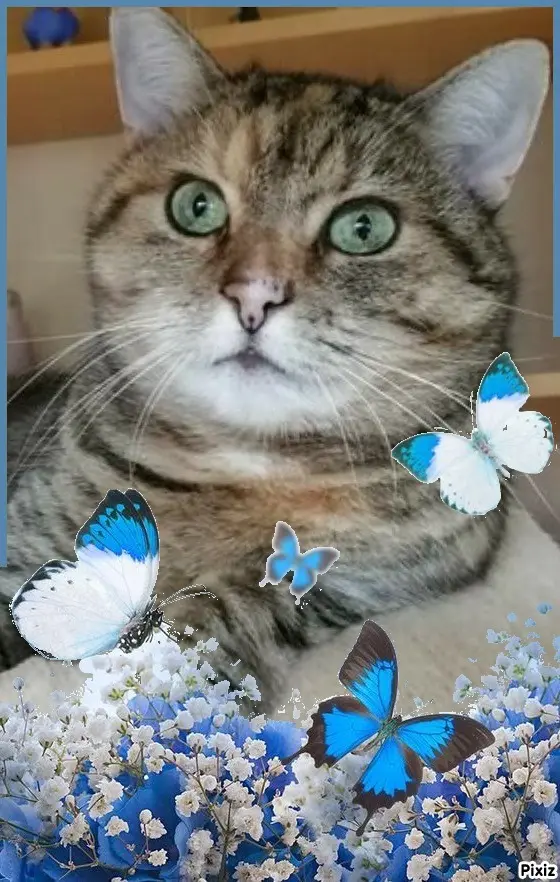 Condolence image of Tanja mit Timmy im Herzen 