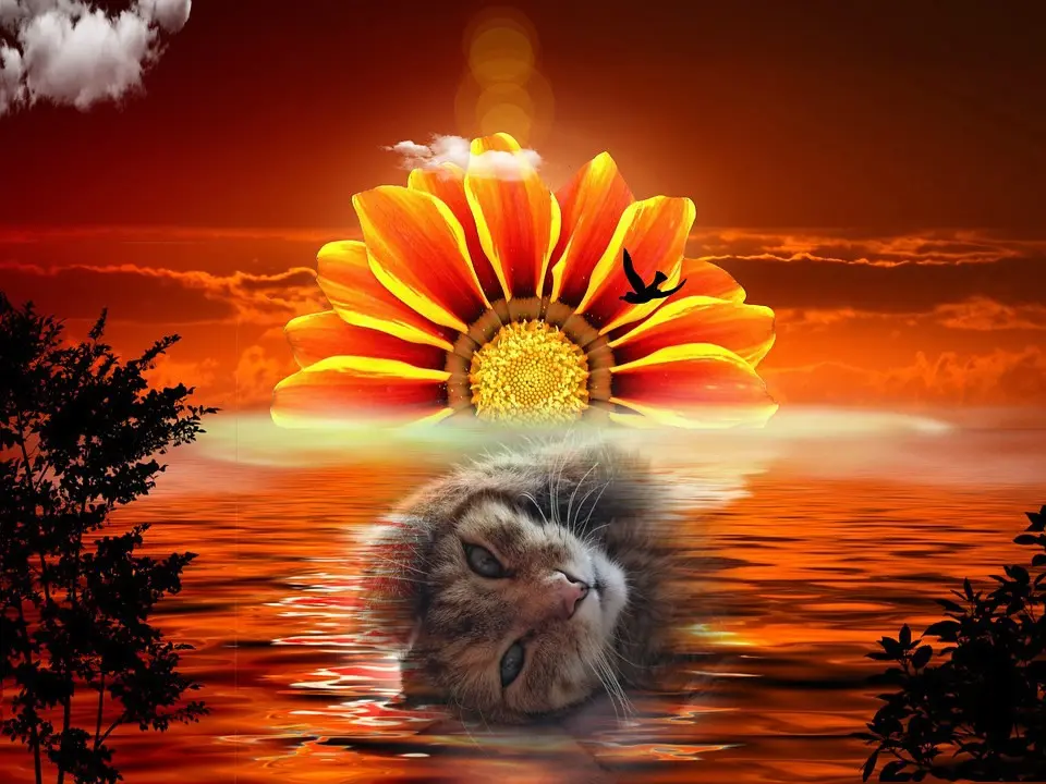 Condolence image of Gute Nacht❤️❤️❤️Rosen❤️❤️❤️❤️❤️❤️❤️