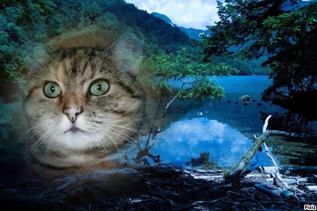 Condolence image of Tanja mit Timmy im Herzen 