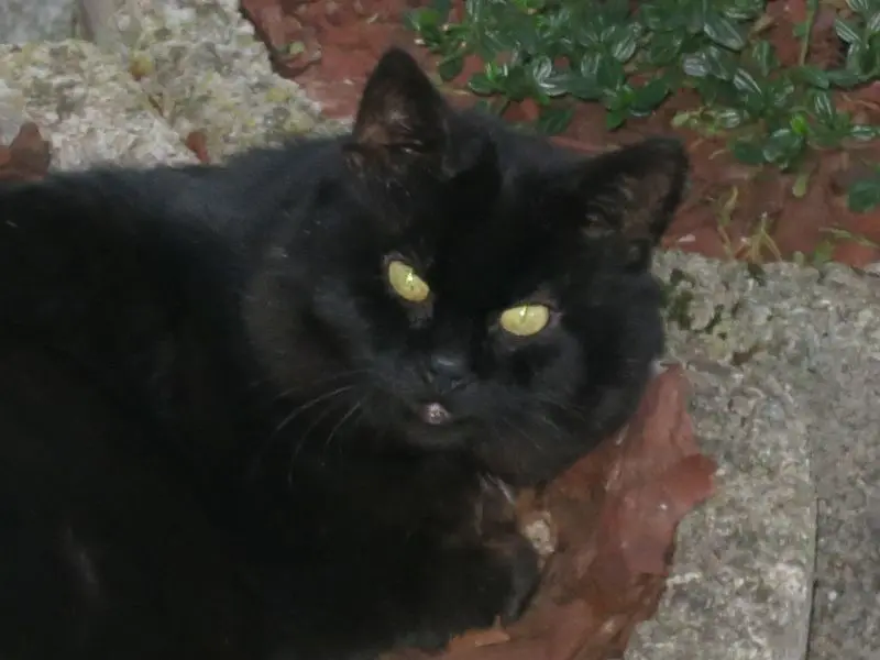 Condolence image of Ravi und Zausel für Daniela 
