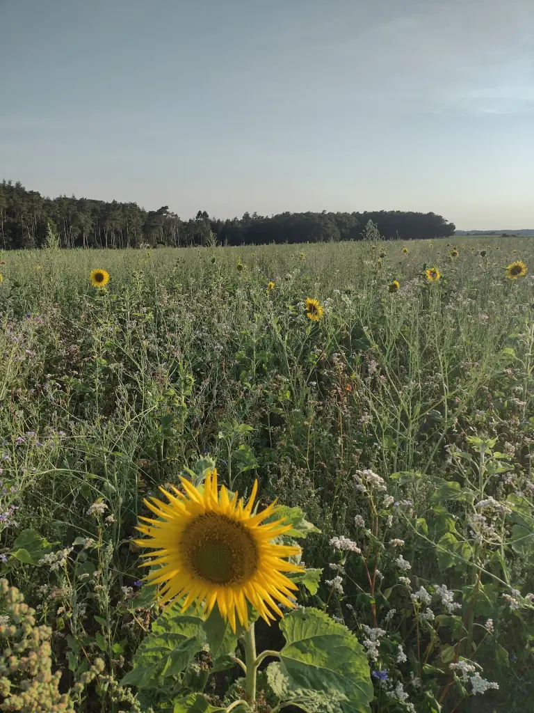 Condolence image of Corinna mit Emma, Pummelchen und anderen Sternlein im Herzen