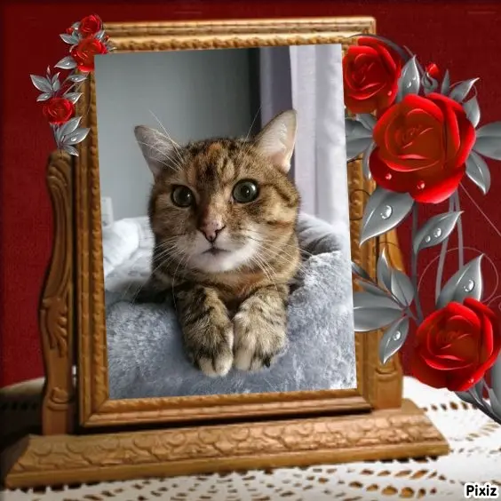 Condolence image of Patricia mit Bunny ❤